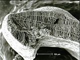 2 - Sezione longitudinale radiale del margine